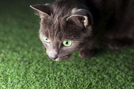 A gray cat with green eyes looks at the light.の写真素材