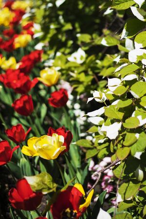 Red yellow flowersの写真素材