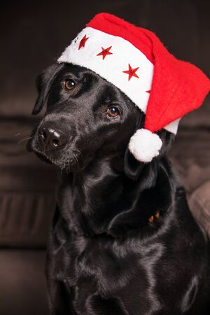 Black Labrador Retriever with Santa Claus hat.の写真素材