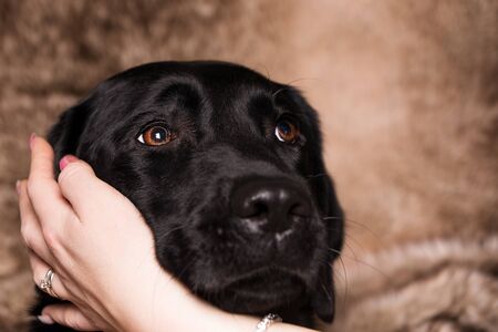 Black Labrador Retriever with brown eyes.