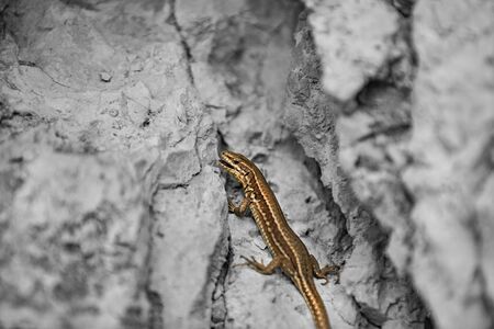 A lizard on a wall with an open mouth.の写真素材