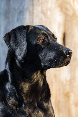 A black Labrador Retriever.