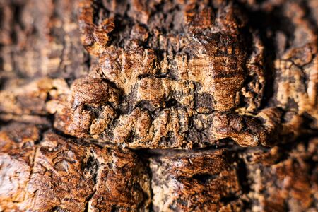 A beautiful tree bark as a background.
