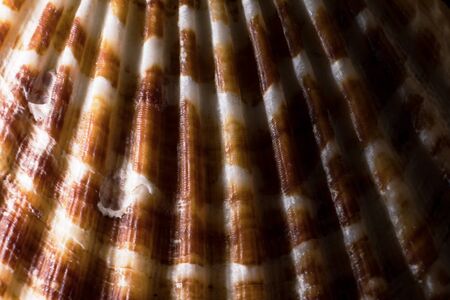 A conch shell, photographed with a macro lens.