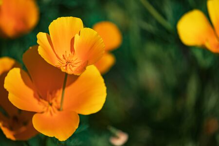 A lot of beautiful orange flower on a green background that were photographed with a macro lens.の写真素材