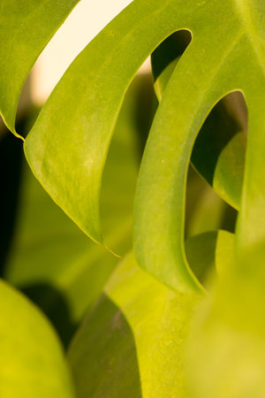 Shadow of monstera leaves on a white wall with copy space.の写真素材