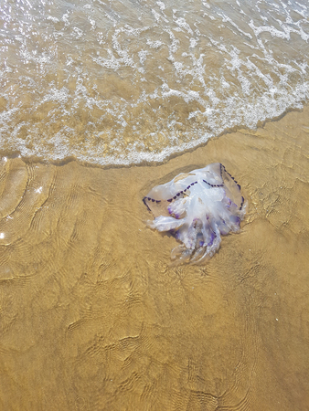 Jellyfish stranded in Italy, Lignanoの写真素材