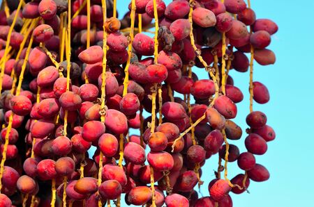 dates to marsa alam egyptの写真素材