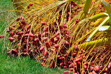 dates to marsa alam egypt