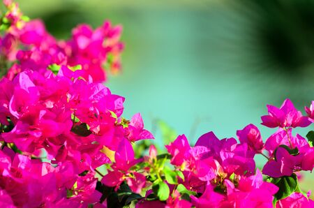 bougainvillea marsa alam egyptの写真素材