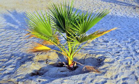 palm tree on the beach marsa alam, egypt, africaの写真素材