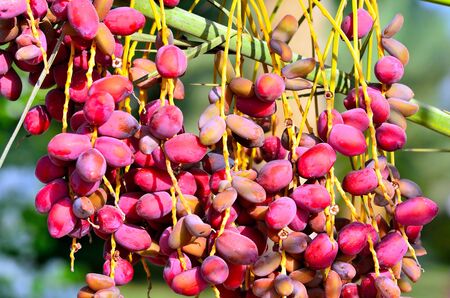 dates to marsa alam egyptの写真素材