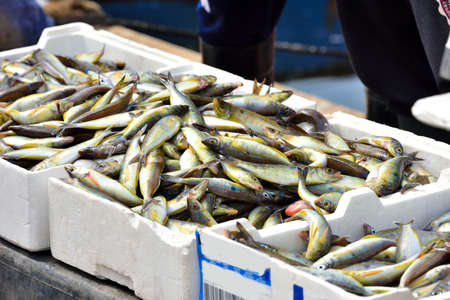 fresh fish (paranza) for sale directly from the fishermen, porto cesareo Salento Italy