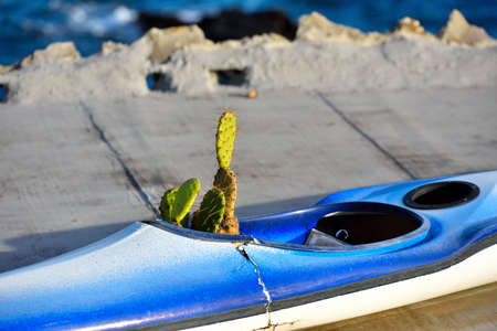 prickly pear in an old canoeの写真素材