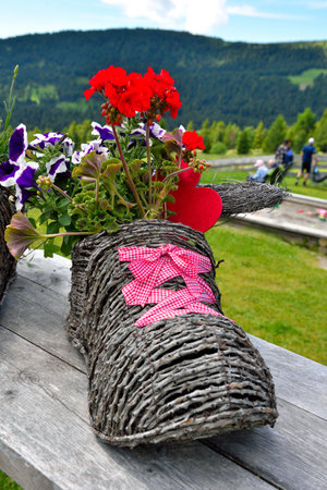 flowers alpe di villandro south tyrol italyの写真素材