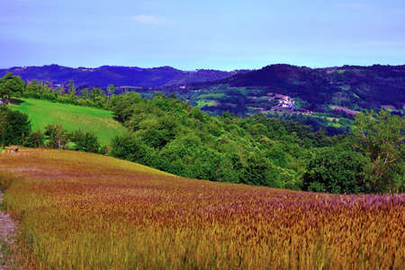 wheat field in sale san Giovanni cuneo Italy