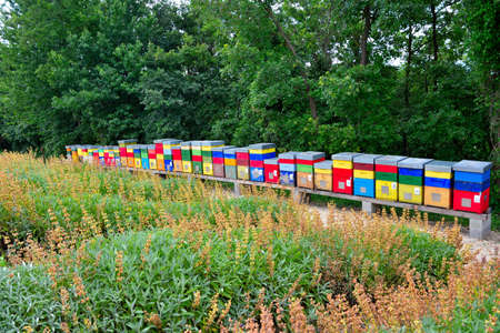 a row of colorful beehives for bees