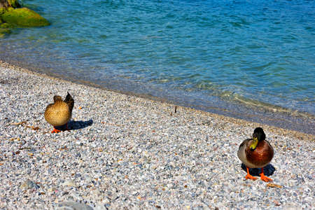 duck on the beach in Limone del Garda Italy