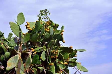 prickly pears Michelino beach Tropea Calabria Italyの写真素材