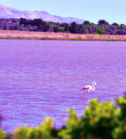 The Vendicari Wildlife Reserve is a protected natural area located within the free municipal consortium of Syracuseの写真素材