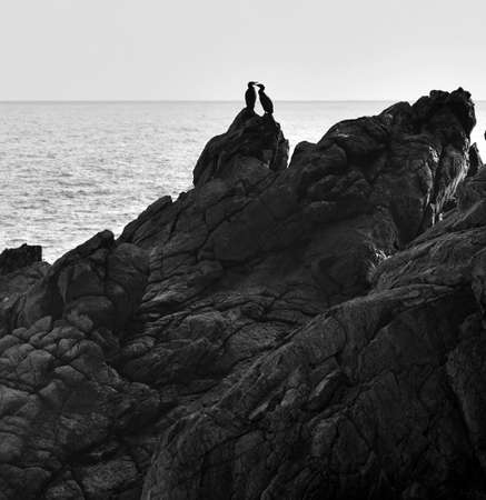 cormorants on the sea on the horizonvaの写真素材