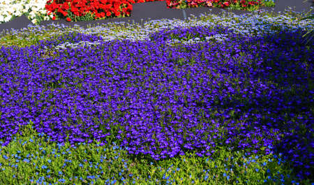 Euroflora is an exhibition of the flower and the ornamental plant is one of the main floral exhibitions taking place in the Mediterranean and in the world Nervi Parks Genoa Italyの写真素材