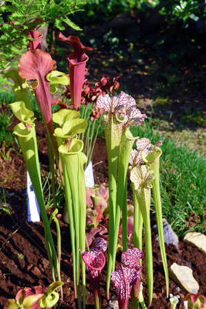 euroflora parks of Nervi, carnivorous plants Genoa Italy