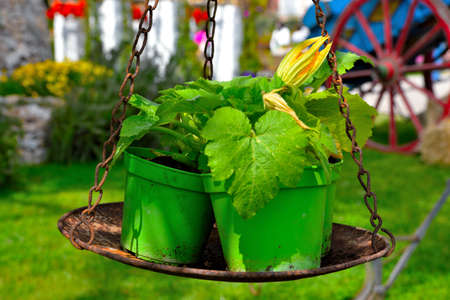 vase with courgette plant and flowereuroflora Genoa Italyの写真素材