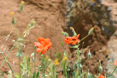spontaneous poppies in civita di Bagnoregio Italy