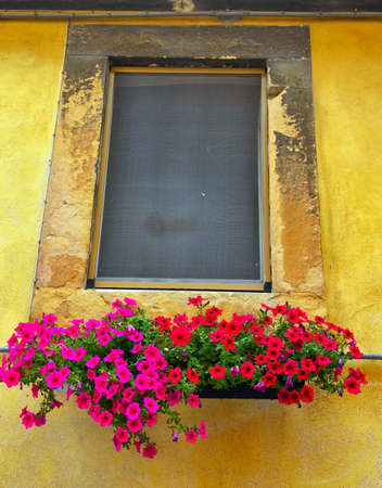 flowers in the colorful village of ghizzano tuscany Italyの写真素材