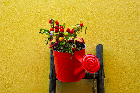 flowers in the historic center of Montalbano jonico Basilicata Italyの写真素材