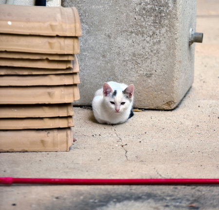 young curious kitten in the gardenの写真素材