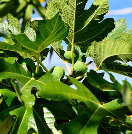 Spontaneous fig tree at the promontory of Genoa Italy