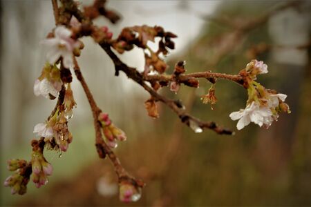 Branch with pink blossom flowers and dew dropsの写真素材