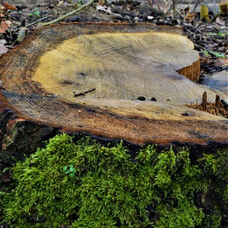 Saw-off tree with annual rings and green mossの写真素材