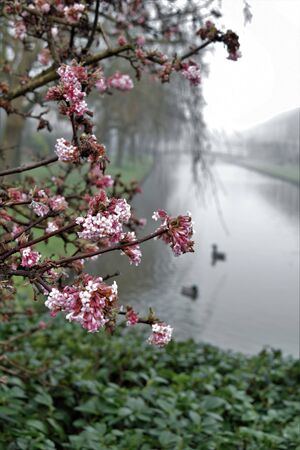 Pink blossom with foggy water and ducksの写真素材