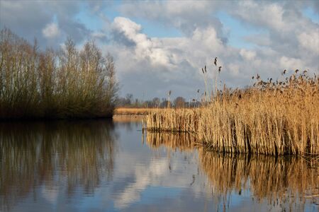 Picturesque dutch river landscape with reed and cloudsの写真素材