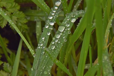 2 grass halms with dewdrops detail pictureの写真素材
