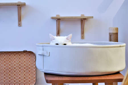 Funny picture with a white cat looking over the edge of his gray cat bed in which he is relaxingの写真素材