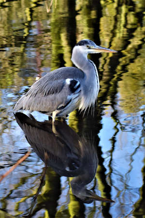 Beautiful egret standing straight up in the water which shows his reflection on the surfaceの写真素材