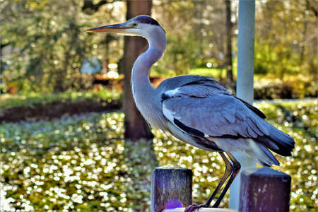 Colorful close up picture egret standing on a wooden fence with green plants in the backgroundの写真素材