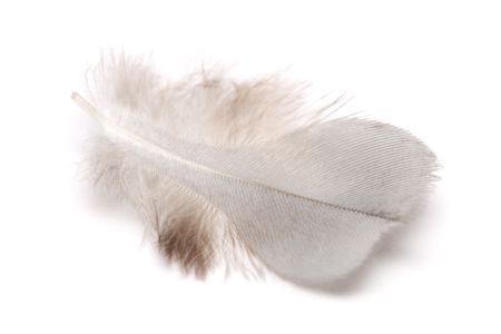 Close up of a bird feather on white background.の写真素材