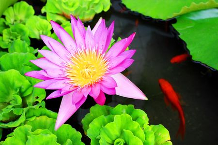 Waterlily flower with some carps swimming around it.の写真素材