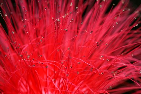 Close up of flower's red hairy filament.の写真素材