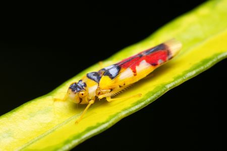 Close up of a colorful leaf hopper.の写真素材