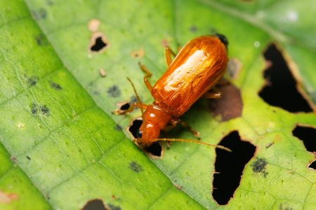 A little orange beetle eating leaf.
