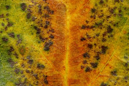Close up of a withered leaf as texture background.