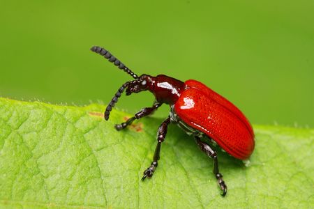 A little red beetle standing on the green leaf over green background.の写真素材