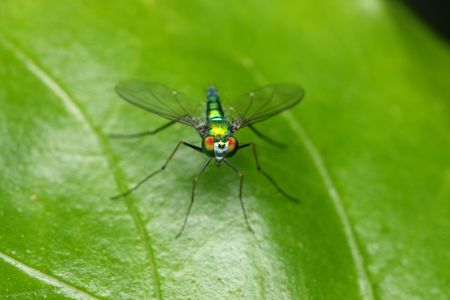 Close up of a long legged fly stand on green leaf.
