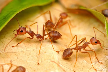 Close up of weaver ants (oecophylla smaragdina) on leaf.の写真素材